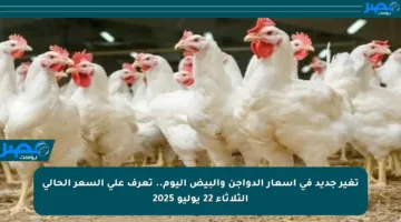 تغير جديد في أسعار الدواجن والبيض اليوم.. تعرف على السعر الحالي الثلاثاء 22 يوليو 2025